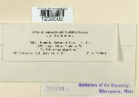 Puccinia helianthi image