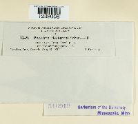 Puccinia helianthi image