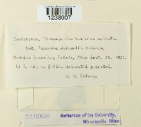 Puccinia helianthi image