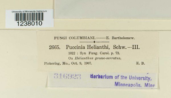 Puccinia helianthi image