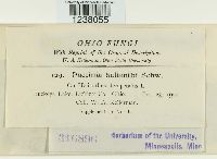 Puccinia helianthi image