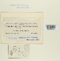 Puccinia heucherae image