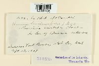 Puccinia heucherae image