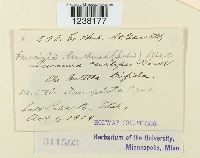 Puccinia heucherae image