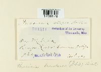 Puccinia heucherae image