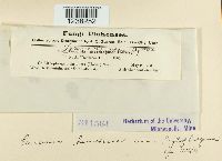 Puccinia saxifragae image