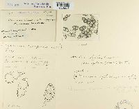 Puccinia saxifragae image