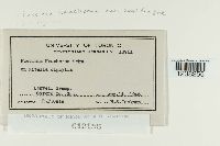 Puccinia saxifragae image