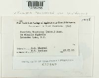 Puccinia saxifragae image