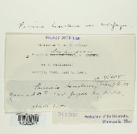 Puccinia saxifragae image