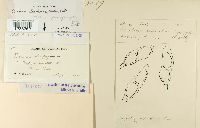 Puccinia saxifragae image