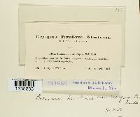 Puccinia saxifragae image