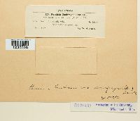 Puccinia saxifragae image