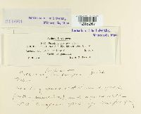 Puccinia saxifragae image