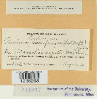 Puccinia saxifragae image