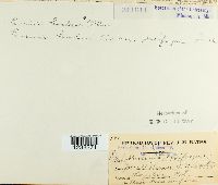 Puccinia saxifragae image