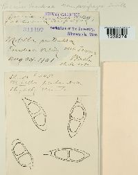 Puccinia saxifragae image