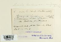 Puccinia saxifragae image