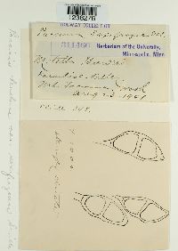 Puccinia saxifragae image