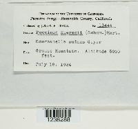 Puccinia hieracii image