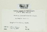 Puccinia hieracii image