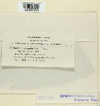 thumbnail image of current specimen