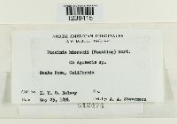 thumbnail image of current specimen