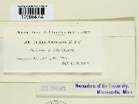 Puccinia hieracii image