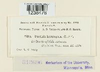 Puccinia hieracii image