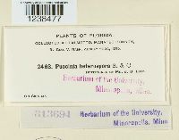 Puccinia hieracii image