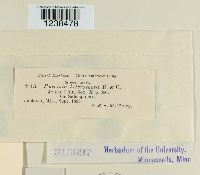 Puccinia hieracii image