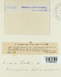 Puccinia hieracii image