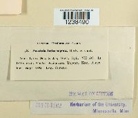 Puccinia hieracii image