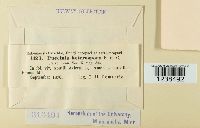 Puccinia hieracii image