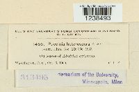 Puccinia hieracii image