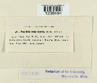 Puccinia hieracii image