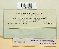 Puccinia hieracii image