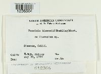 Puccinia hieracii image