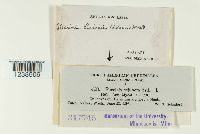 Puccinia hieracii image