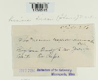 Puccinia hieracii image