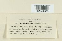 Puccinia hieracii image