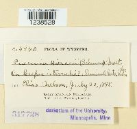 Puccinia hieracii image