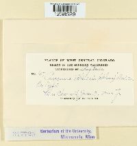 Puccinia hieracii image