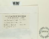 Puccinia holboelli image