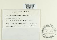 Puccinia holboelli image