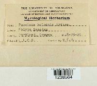 Puccinia hordei image