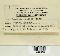 Puccinia hordei image