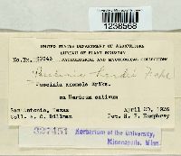 Puccinia hordei image