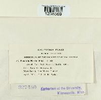 Puccinia hordei image