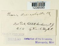 Puccinia hydrophylli image